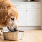 Best Diet for Older Dogs