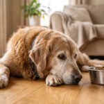 What to Feed an Old Dog That Won't Eat
