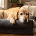 Senior golden retriever resting comfortably on orthopedic dog bed, arthritis pain relief