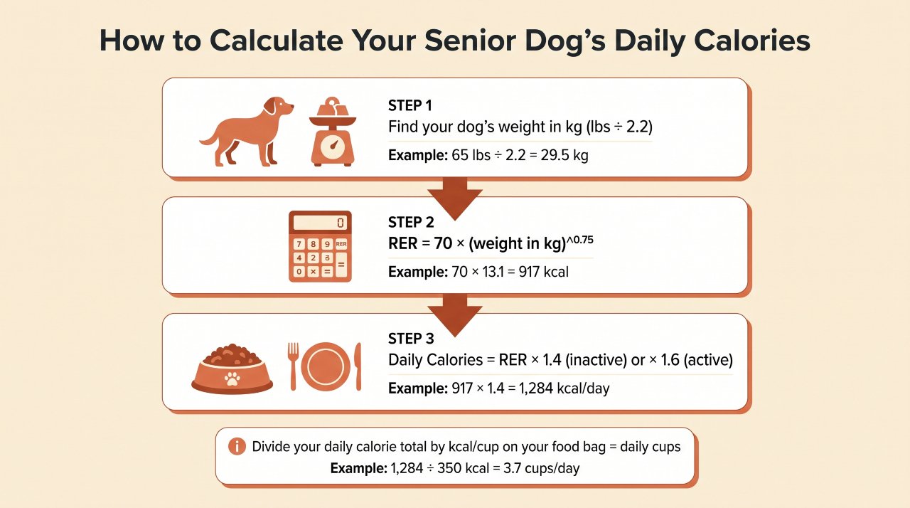 How Much Should I Feed My Senior Dog
