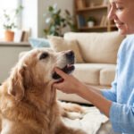 Gentle hands examining an old golden retriever's teeth at home during dental care