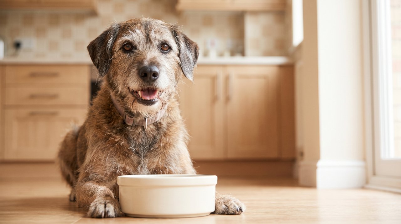 Senior dog sitting happily in front of a bowl as part of a nutritious senior dog health care routine
