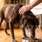 Senior Dog Losing Weight But Still Eating