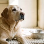 An older Labrador retriever sits by an empty food bowl, showing signs of an old dog always hungry.