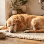 An elderly Labrador retriever resting near a food bowl, representing aging dog supplements.