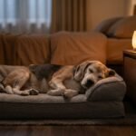 Senior Dog Dementia Sleeping Peacefully
