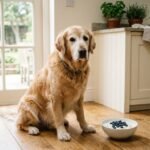 Senior golden retriever sitting next to bowl of plain Greek yogurt on kitchen floor